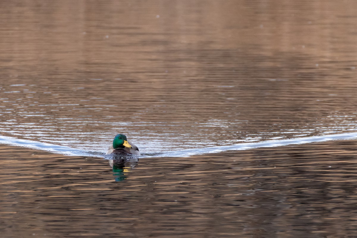 Mallard - ML646213169