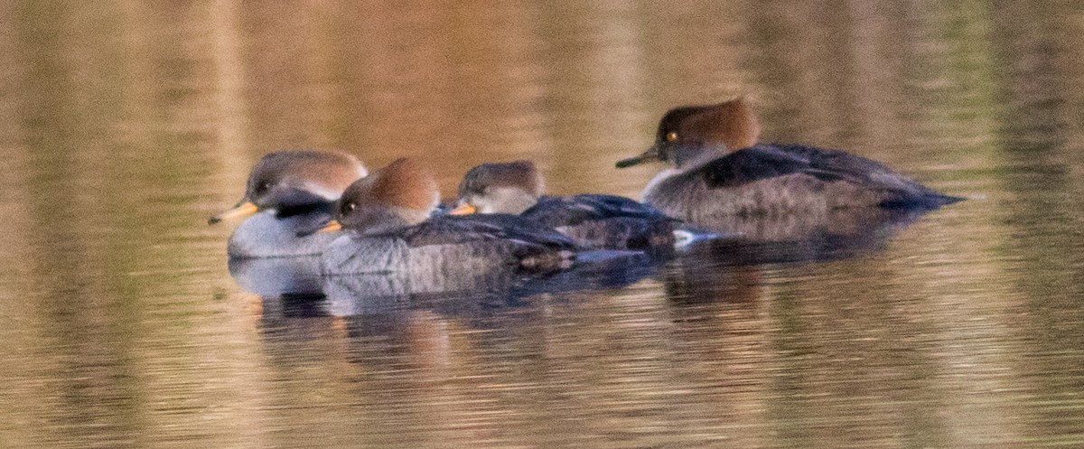 Hooded Merganser - ML646213178