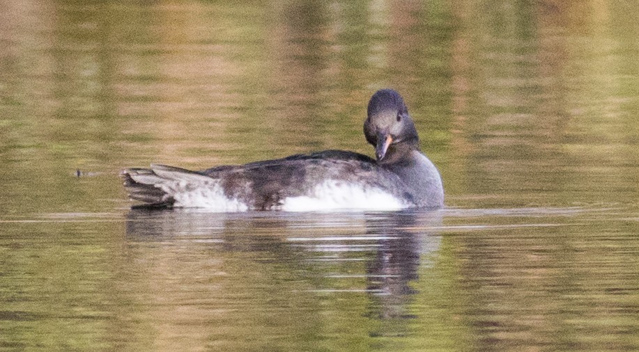 Hooded Merganser - ML646213179