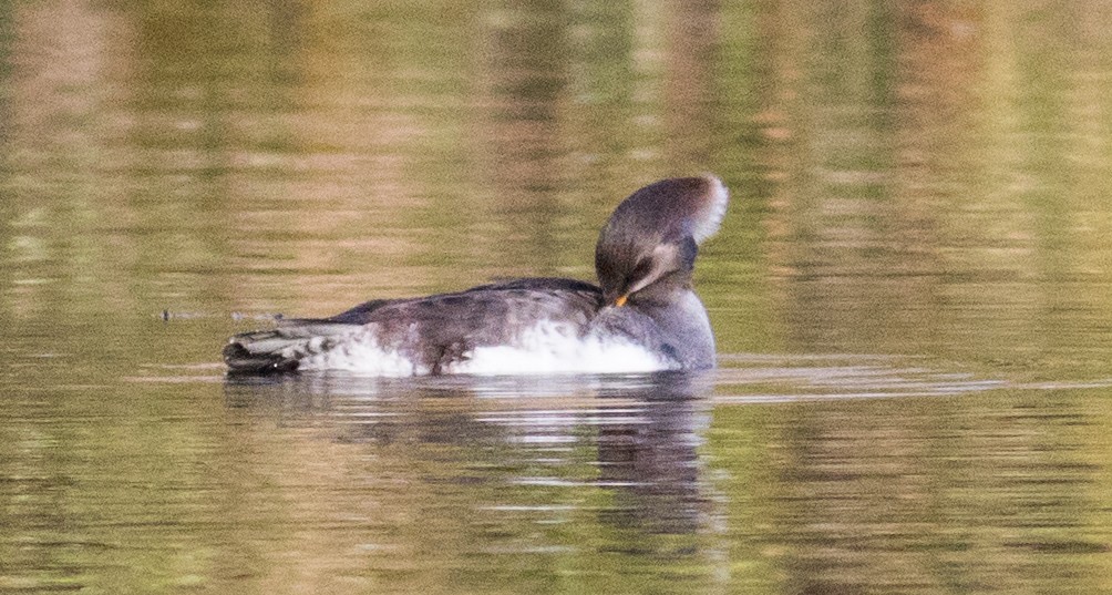 Hooded Merganser - ML646213180