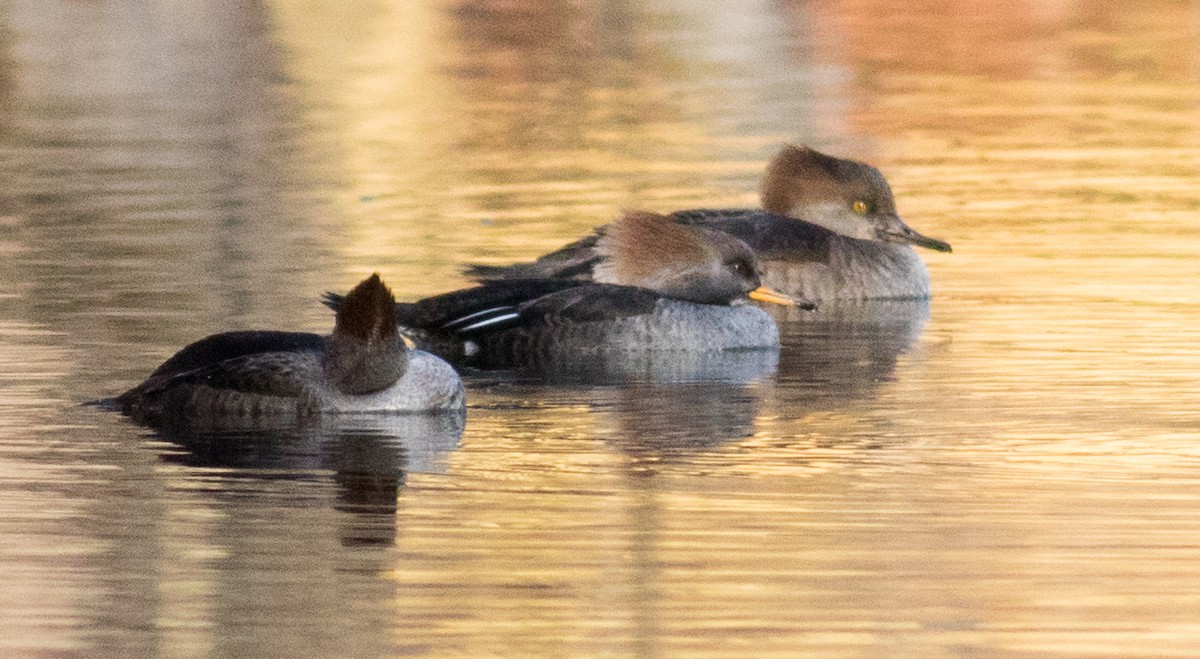 Hooded Merganser - ML646213182