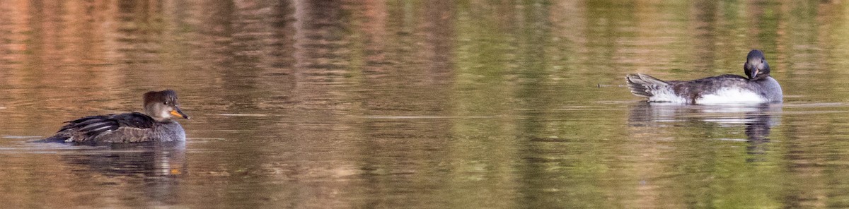 Hooded Merganser - ML646213183