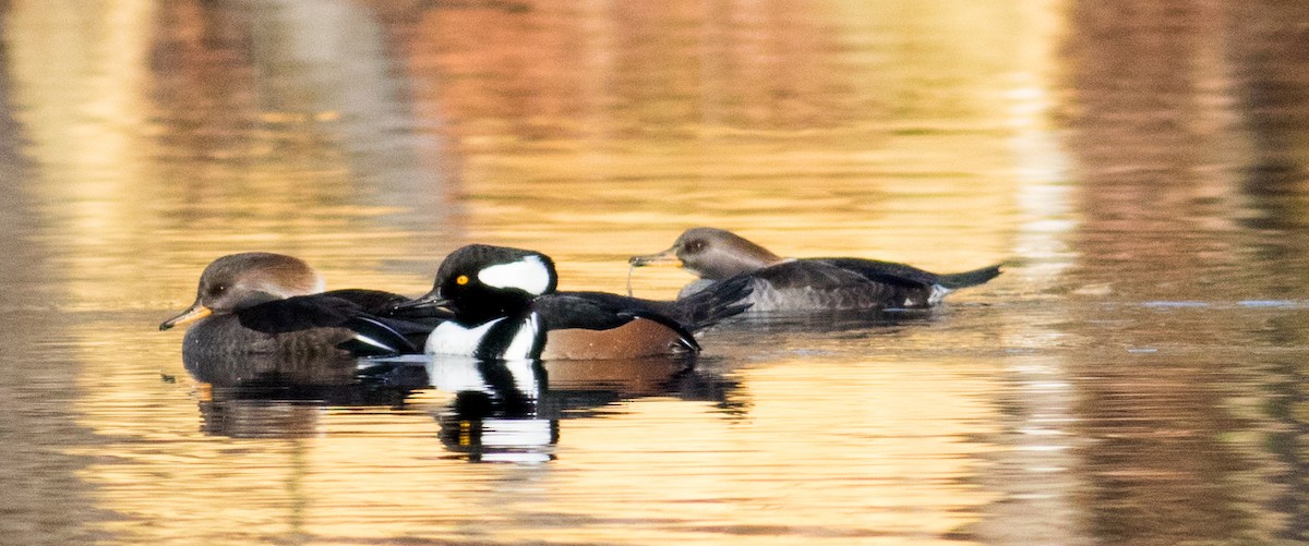 Hooded Merganser - ML646213184