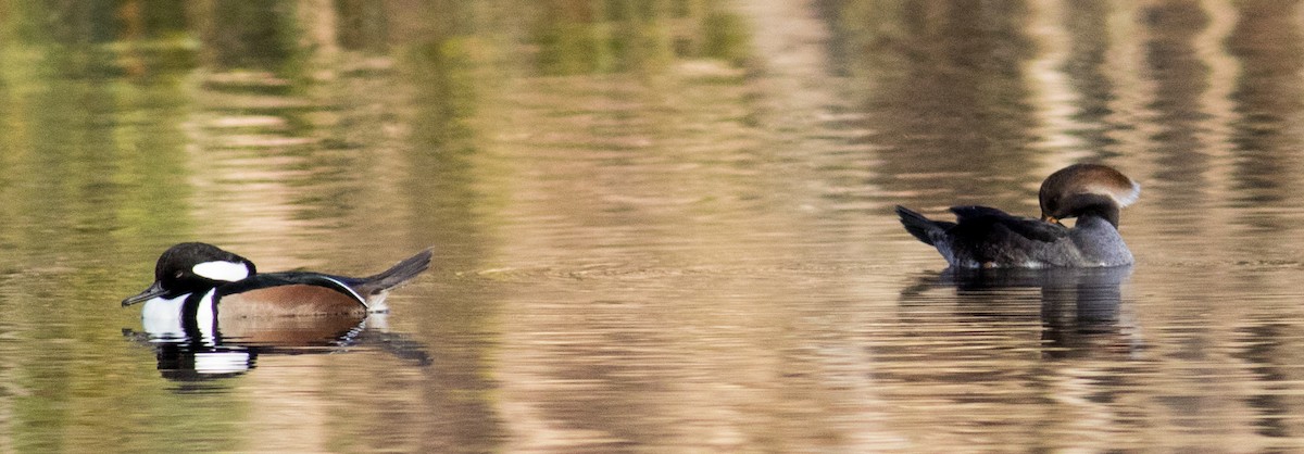 Hooded Merganser - ML646213185