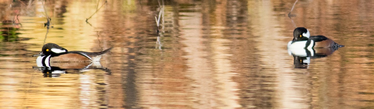 Hooded Merganser - ML646213186