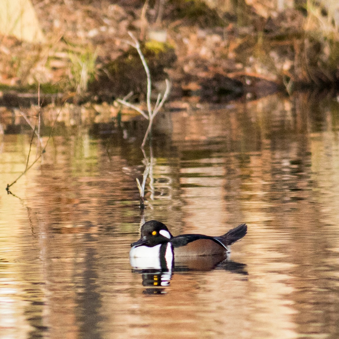 Hooded Merganser - ML646213187