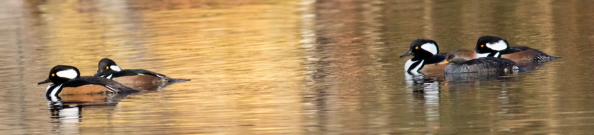 Hooded Merganser - ML646213188