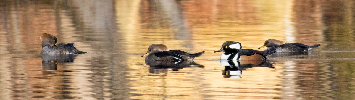 Hooded Merganser - ML646213189