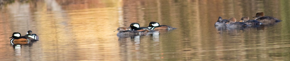 Hooded Merganser - ML646213191