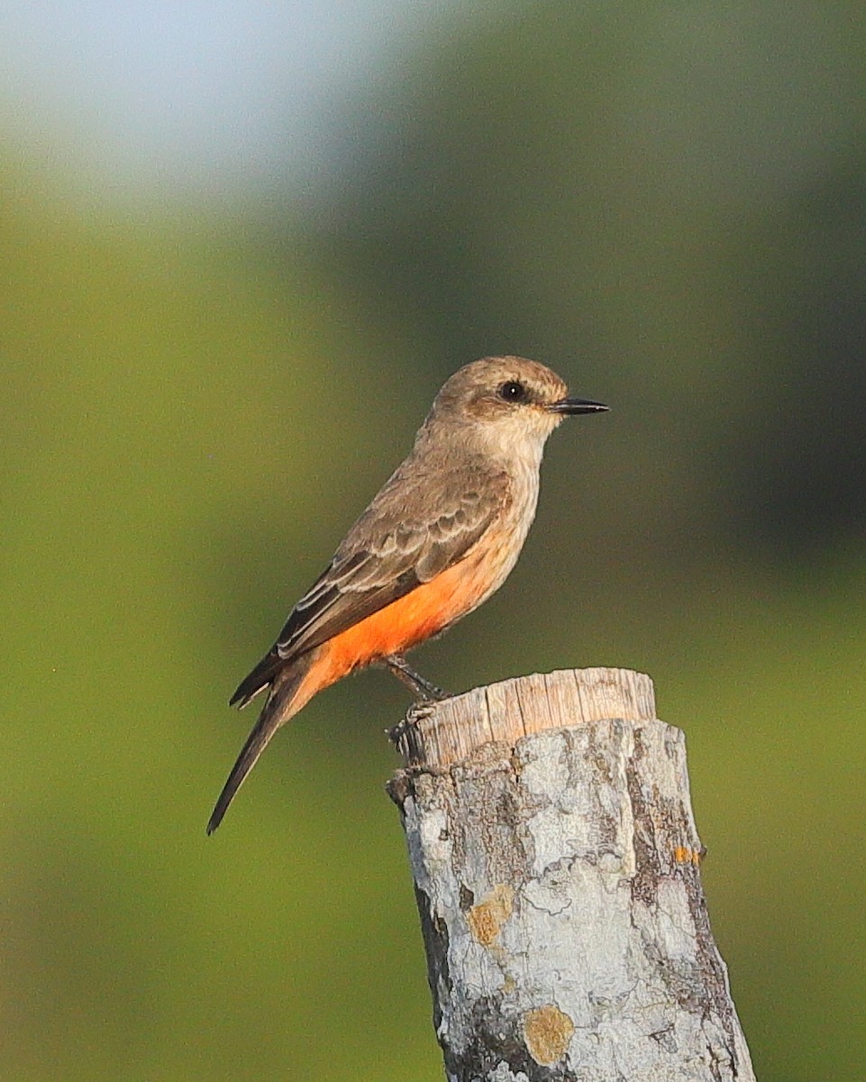 Vermilion Flycatcher - ML646213203