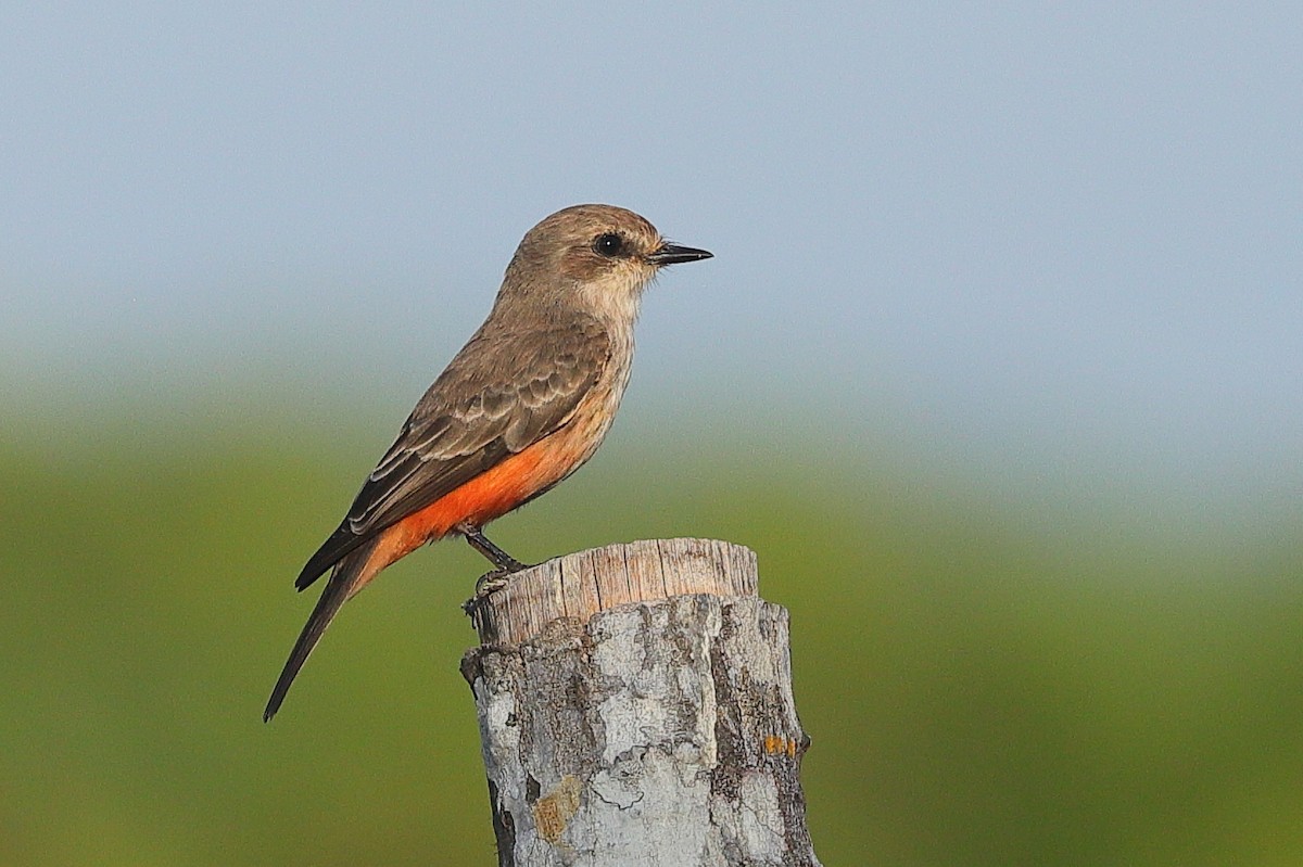 Vermilion Flycatcher - ML646213204