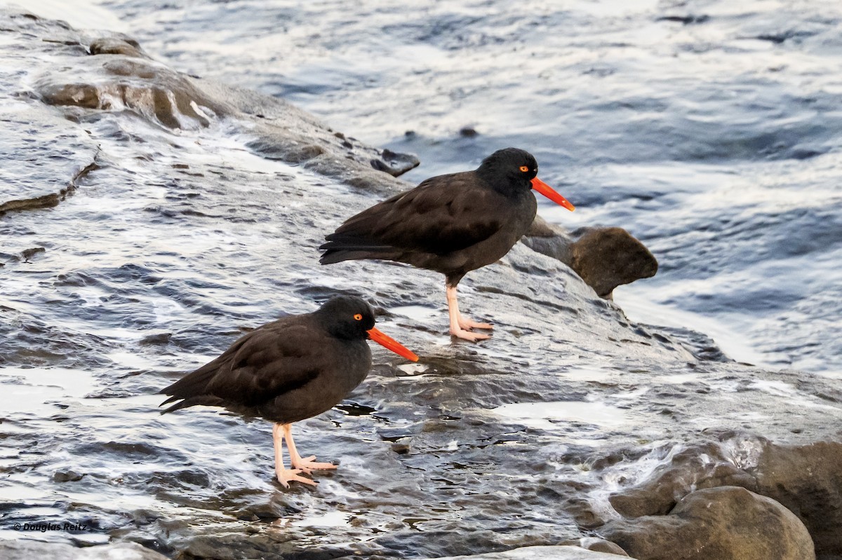 Ostrero Negro Norteamericano - ML646213209