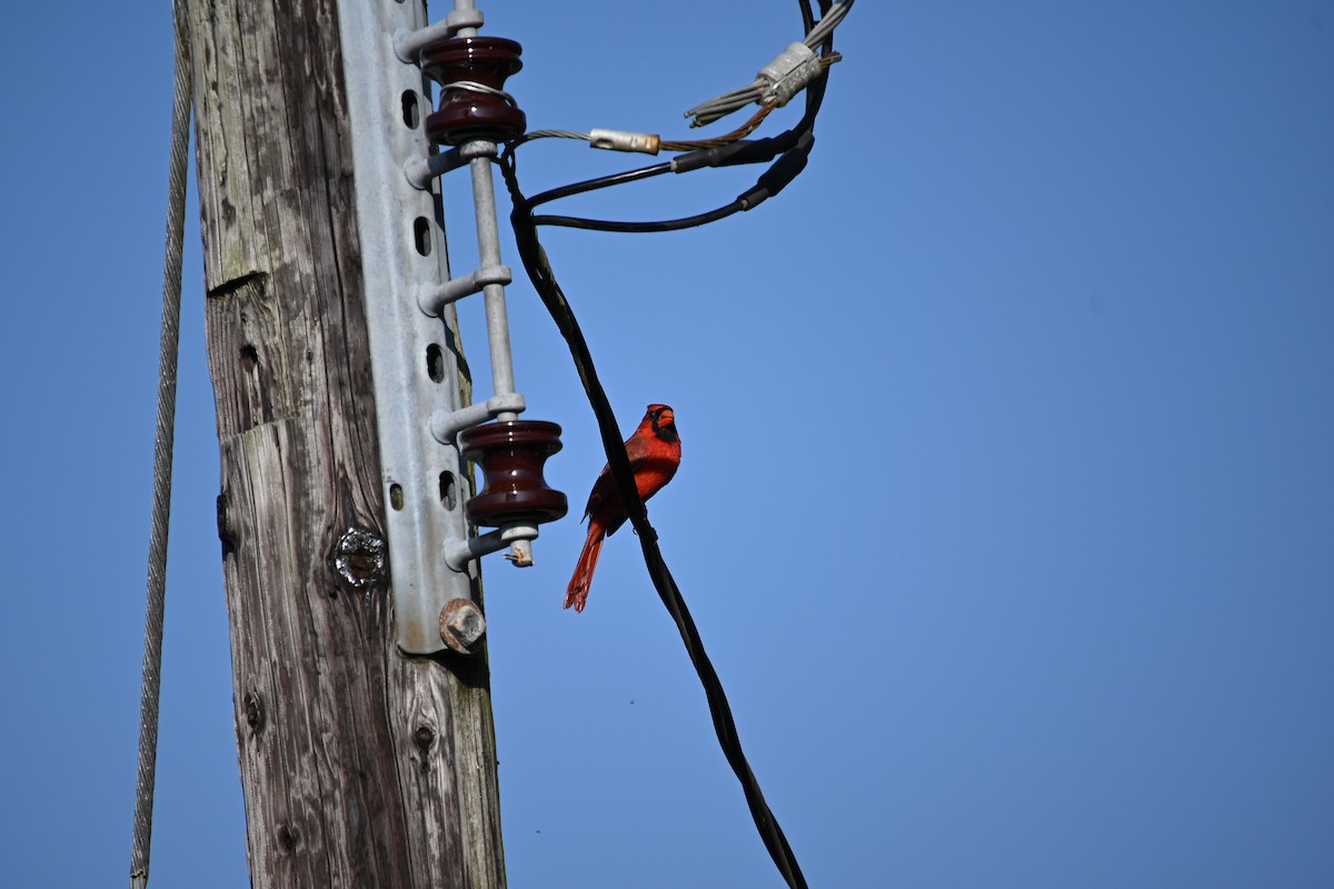 Northern Cardinal - ML646213212
