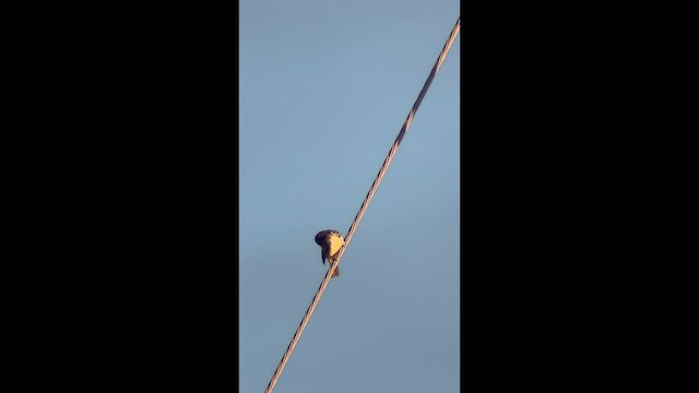 Зерноїд чорнощокий - ML646213213