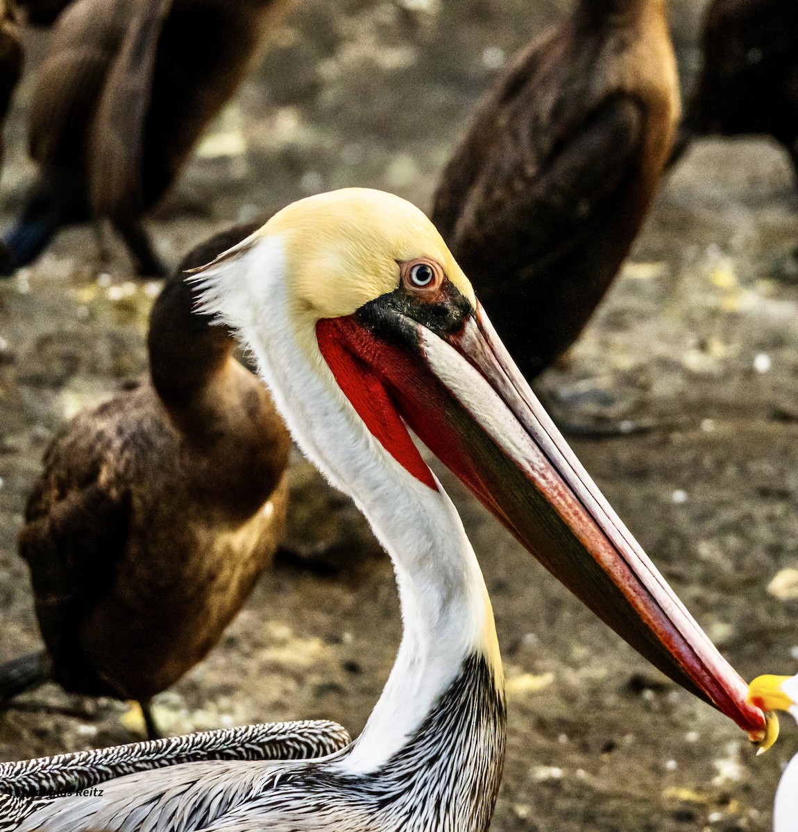 Pelícano Pardo - ML646213215