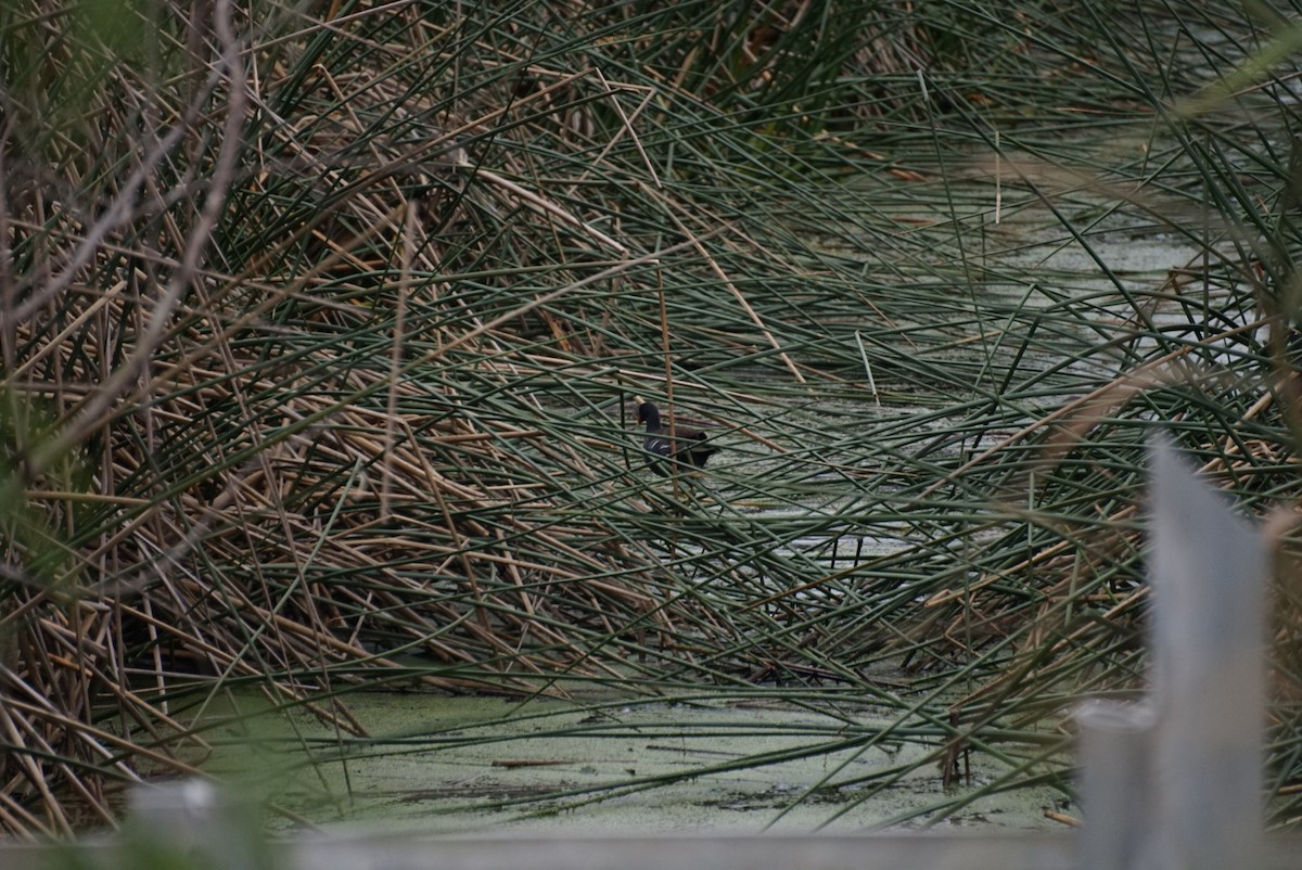 slípka americká - ML646213220