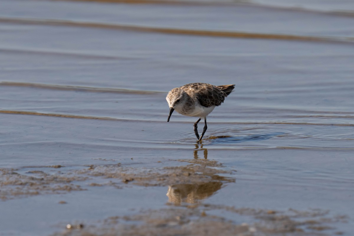 Little Stint - ML646213221