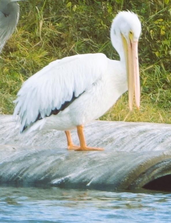 Amerika Pelikanı - ML646213230