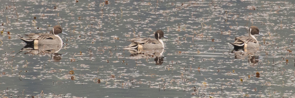 Northern Pintail - ML646213234