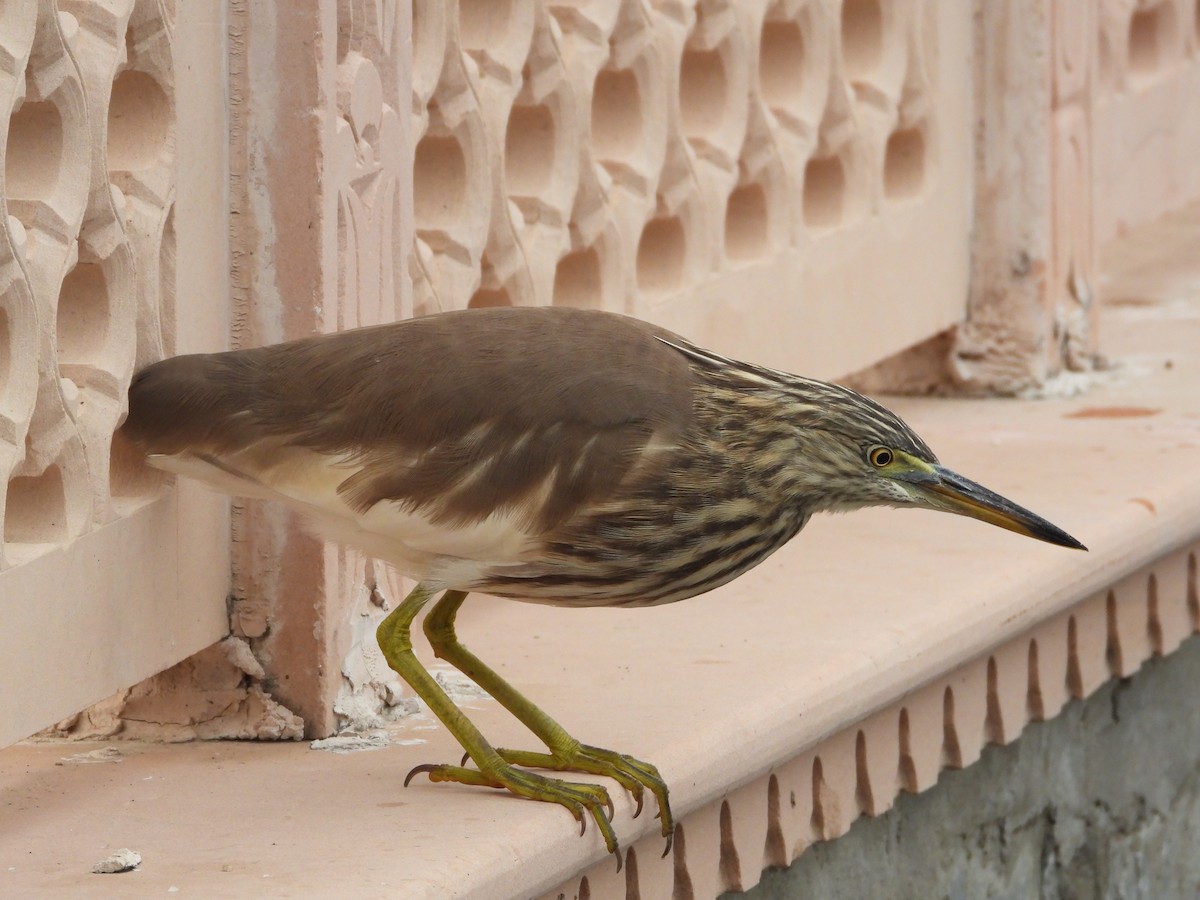 Hint Alaca Balıkçılı - ML646213236