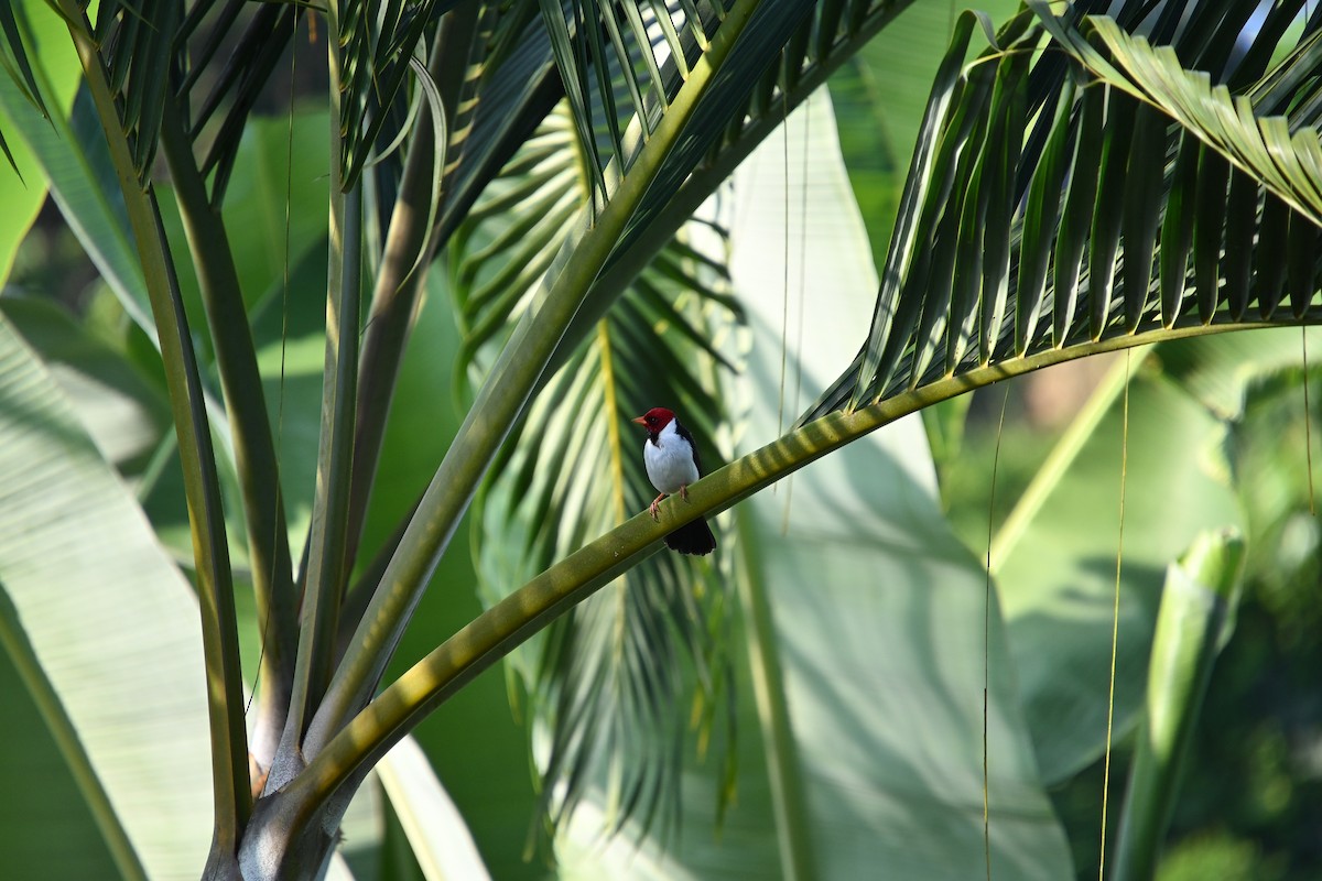 Yellow-billed Cardinal - ML646213242