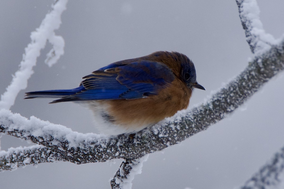 Блакитник східний - ML646213244