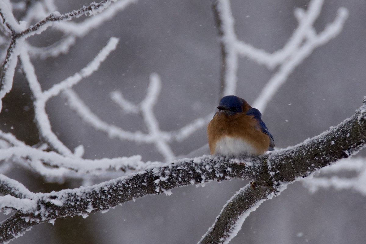 Блакитник східний - ML646213245