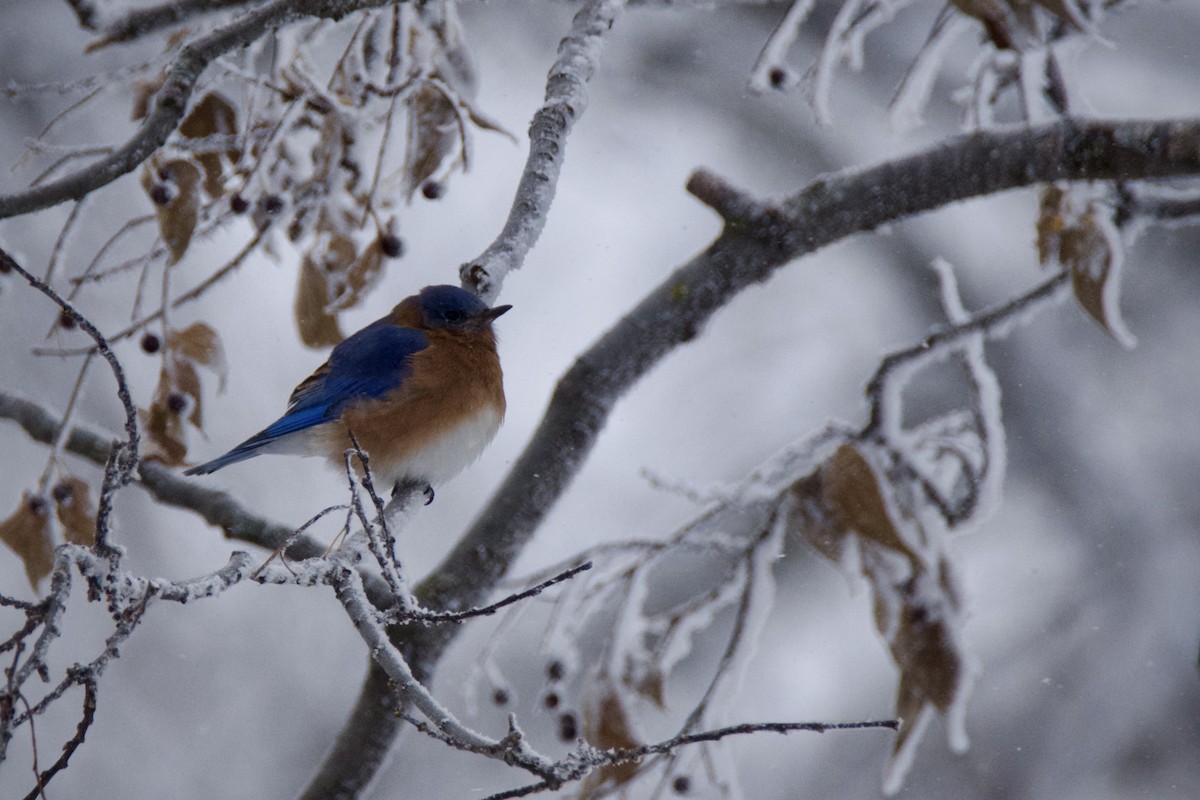Блакитник східний - ML646213246