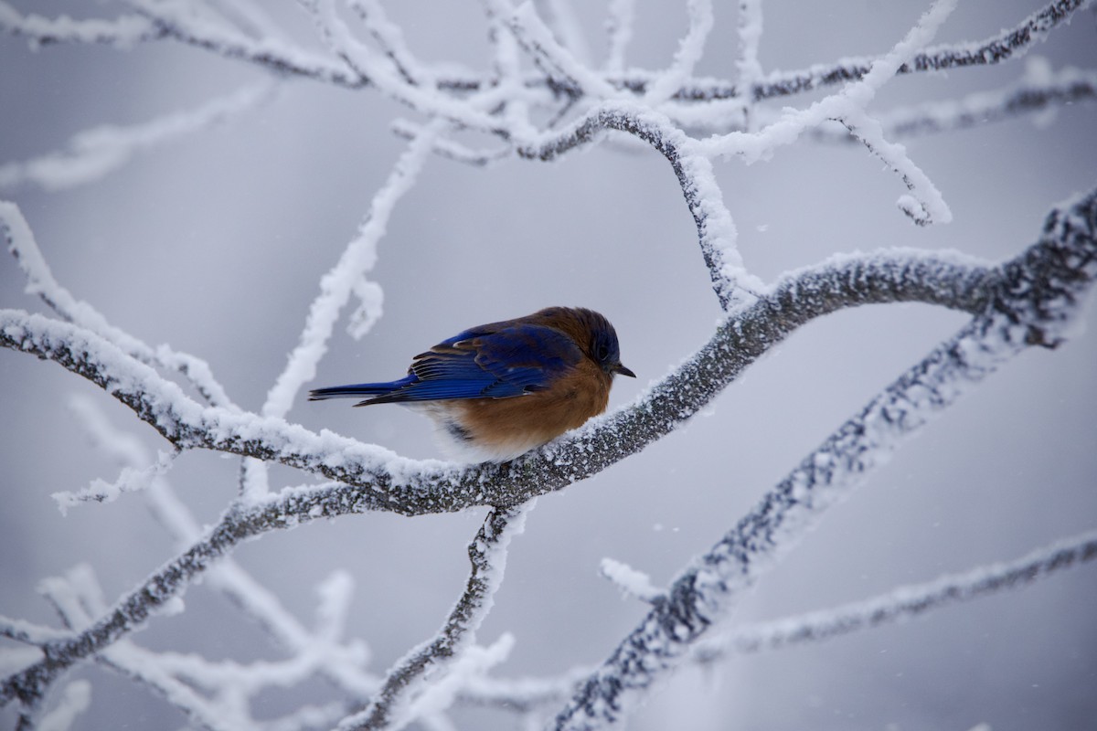 Блакитник східний - ML646213247