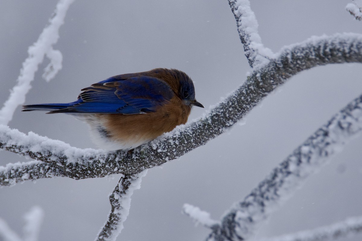 Блакитник східний - ML646213248