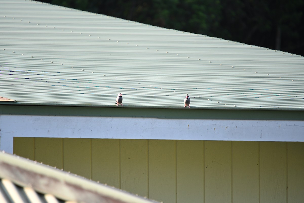 Java Sparrow - ML646213254