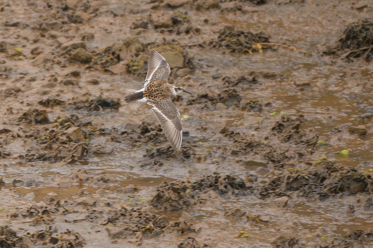 Rock Sandpiper (Aleutian) - ML646213260
