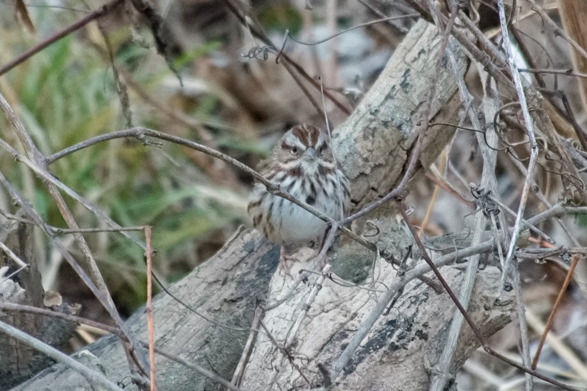 Пасовка співоча - ML646213263