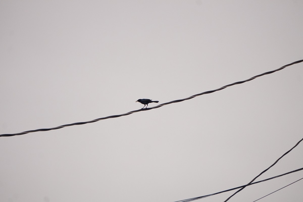 キタオナガクロムクドリモドキ - ML646213265