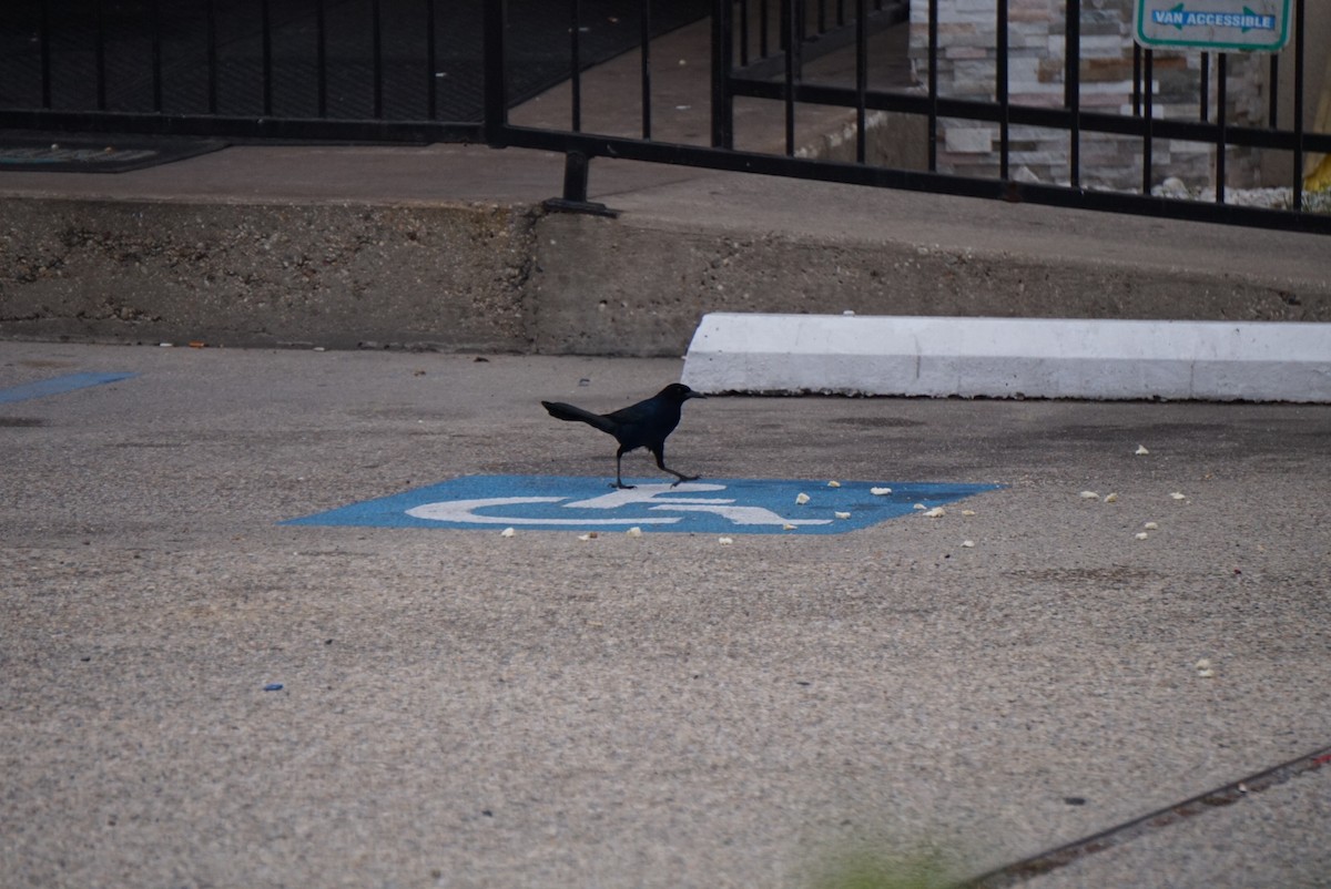 キタオナガクロムクドリモドキ - ML646213266