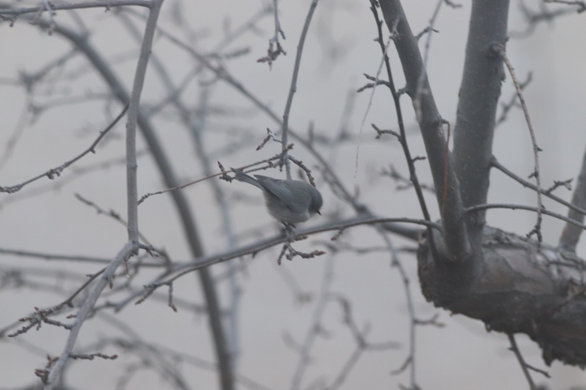 Çalı Uzunkuyruğu - ML646213270