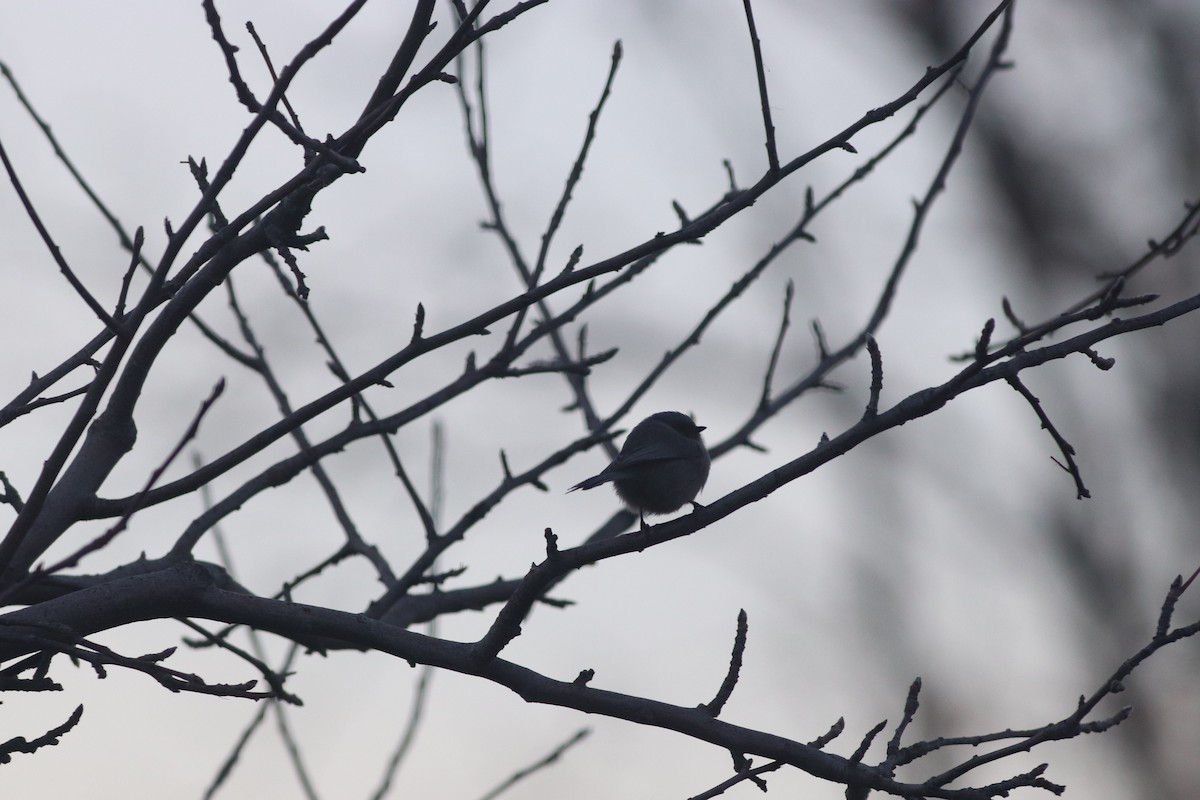 Çalı Uzunkuyruğu - ML646213271