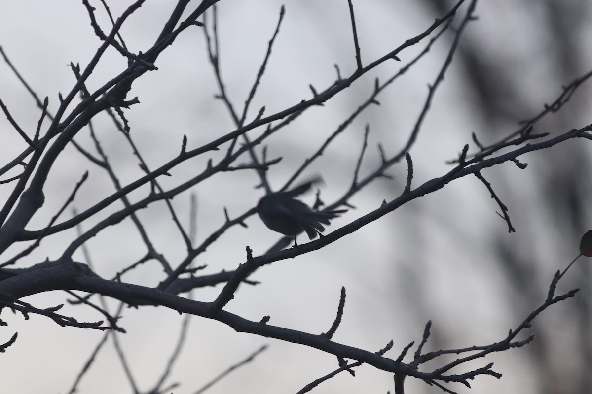 Çalı Uzunkuyruğu - ML646213272