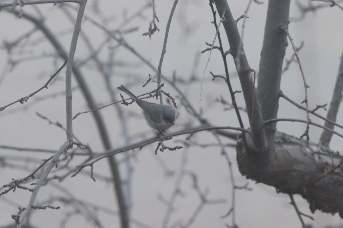 Çalı Uzunkuyruğu - ML646213273