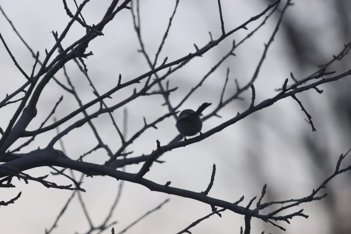 Çalı Uzunkuyruğu - ML646213275