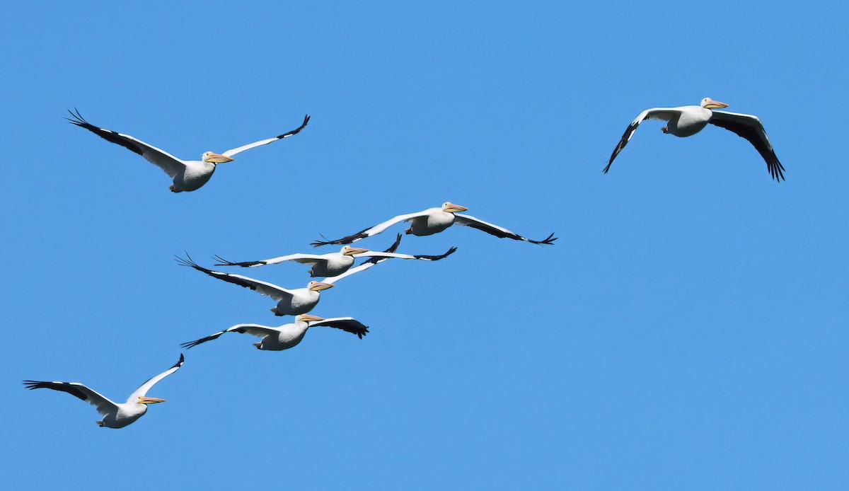 Amerika Pelikanı - ML646213276