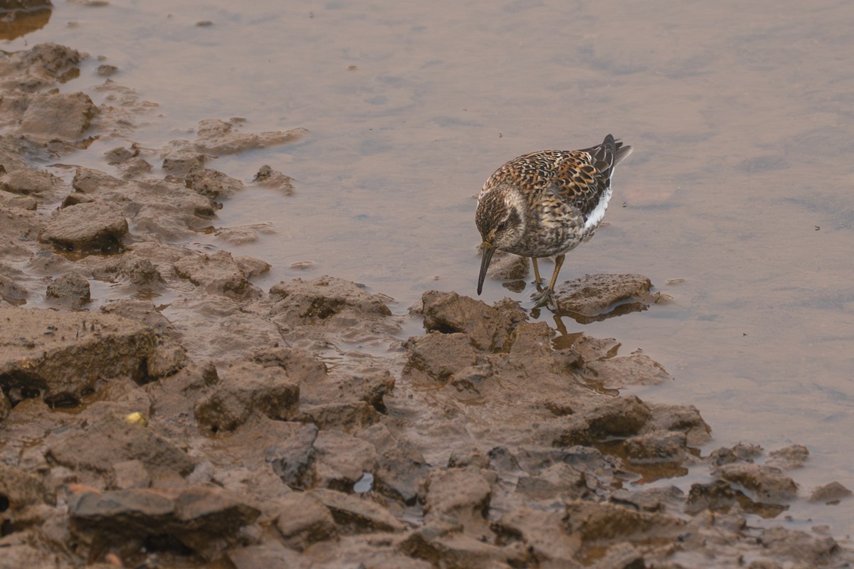 Rock Sandpiper (Aleutian) - ML646213280