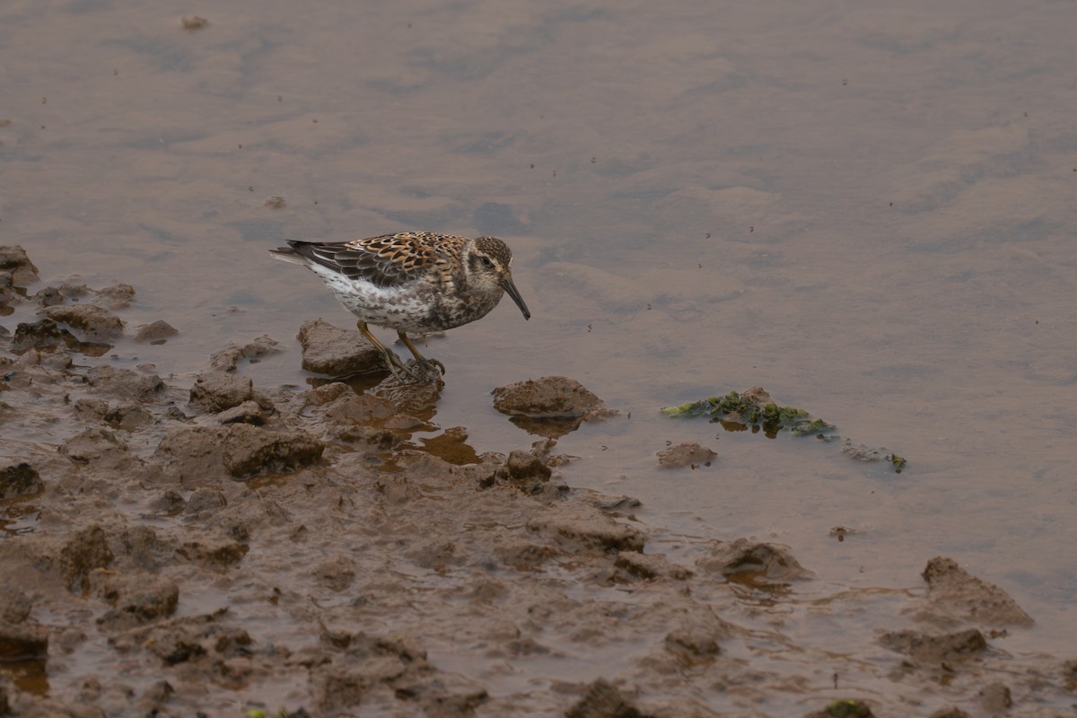 Rock Sandpiper (Aleutian) - ML646213281