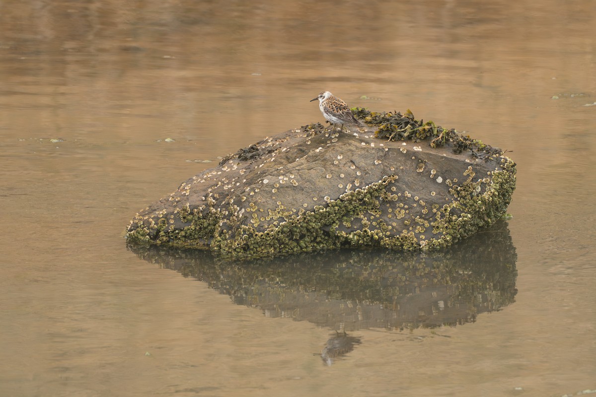 Kaya Kumkuşu (couesi) - ML646213282