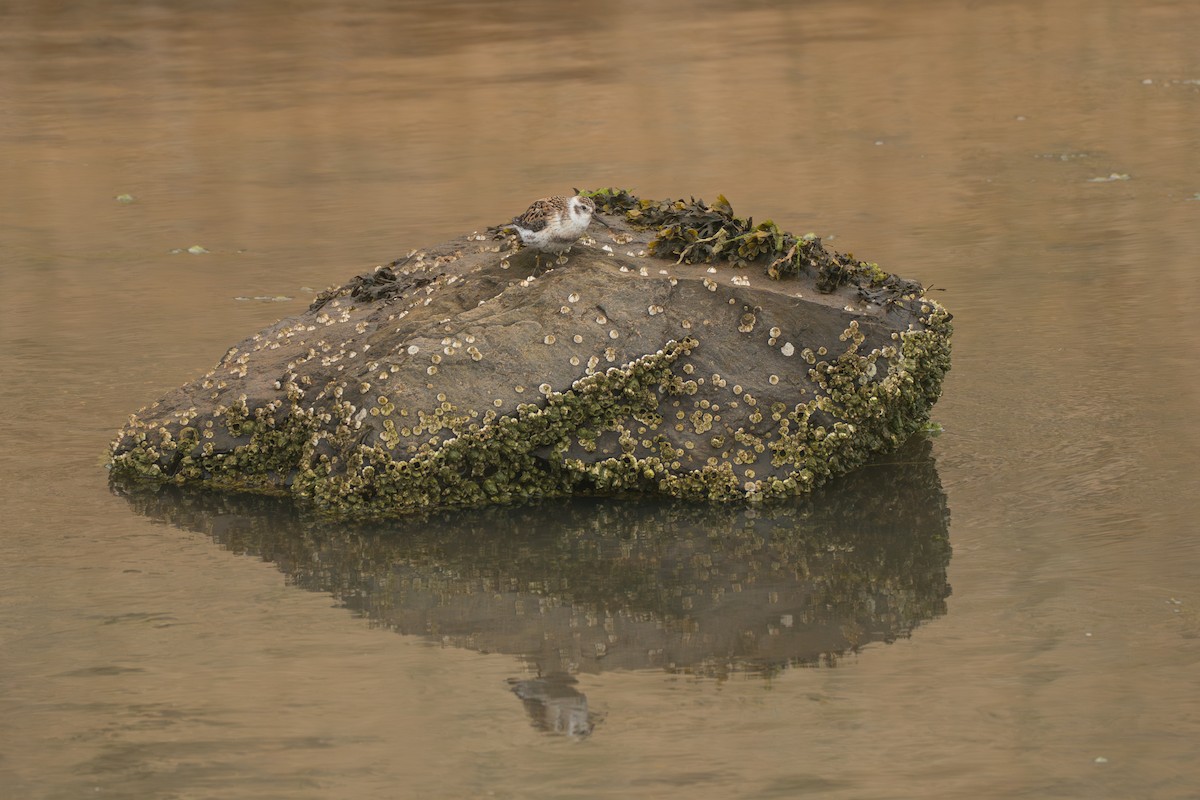 Kaya Kumkuşu (couesi) - ML646213283