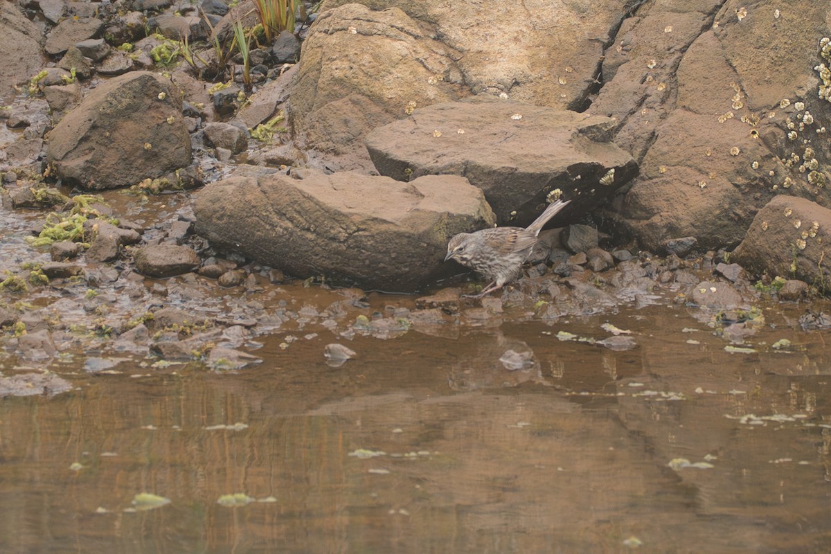 Ötücü Serçe (sanaka/maxima) - ML646213289