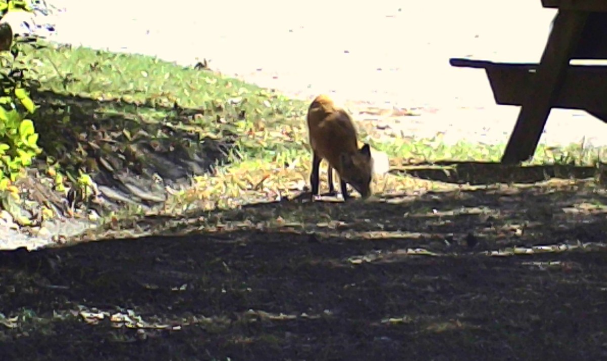 Red Fox - ML646213290