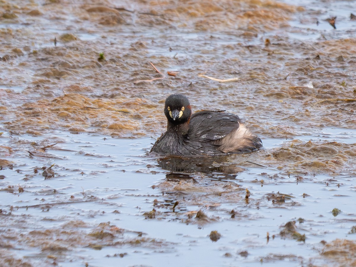 Avustralya Küçük Batağanı - ML646213291