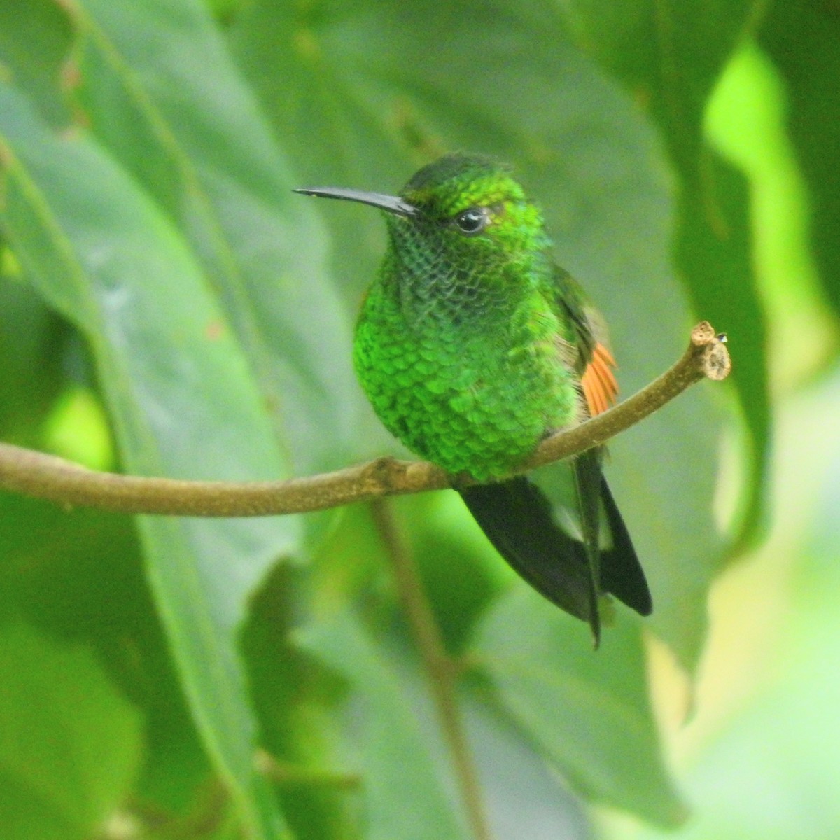 Şerit Kuyruklu Kolibri - ML646213292