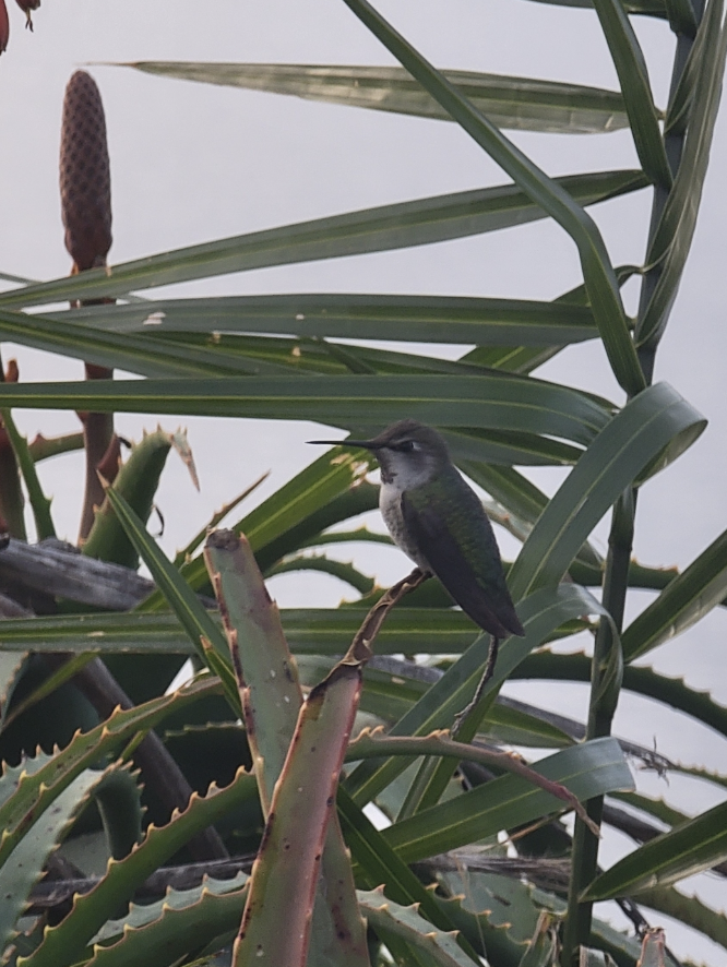 Anna Kolibrisi - ML646213293